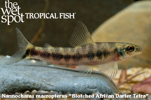 Nannocharax macropterus - Blotched African Darter Tetra Fish