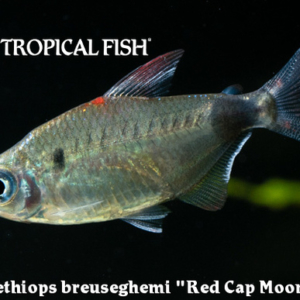 Bathyaethiops breuseghemi - Red Cap Moon Tetra Fish
