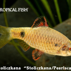 Pethia stoliczkana - Stoliczkana/Pearlscale Barb Fish