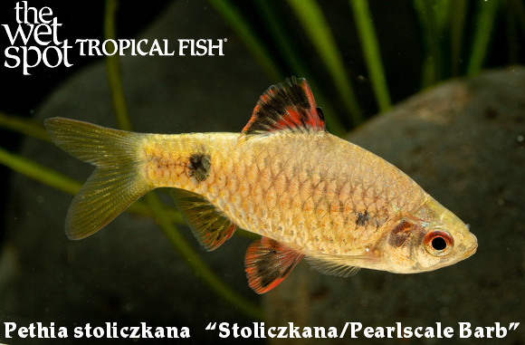 Pethia stoliczkana - Stoliczkana/Pearlscale Barb Fish