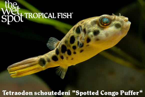 Tetraodon schoutedeni - Spotted Congo Puffer Fish