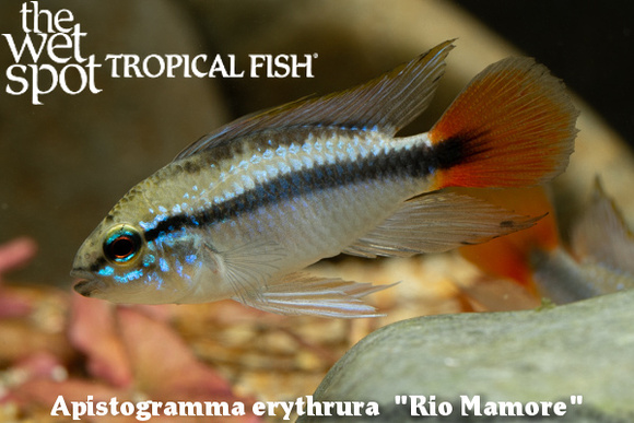 Apistogramma erythrura - Rio Mamore Fish