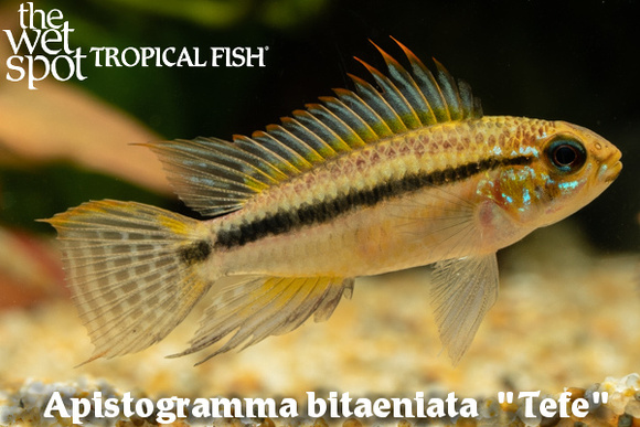 Apistogramma bitaeniata - Tefe Fish