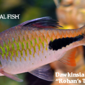 Dawkinsia rohani - Rohan's Tear-Spot Barb Fish