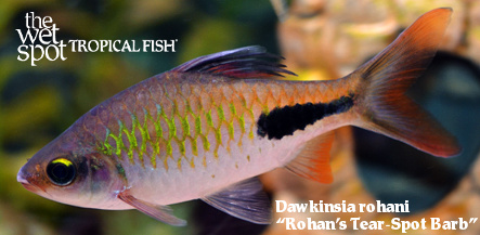 Dawkinsia rohani - Rohan's Tear-Spot Barb Fish