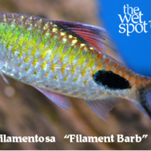 Dawkinsia filamentosa - Filament Barb Fish