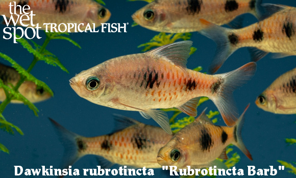Dawkinsia rubrotincta - Rubrotincta Barb Fish