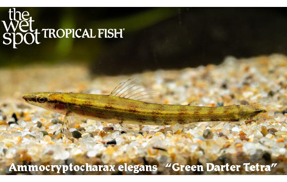 Ammocryptocharax elegans - Green Darter Tetra Fish