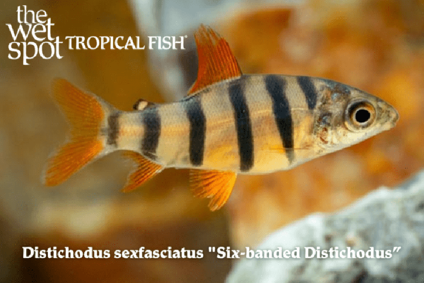 Distichodus sexfasctiatus - Six-banded Distichodus Fish