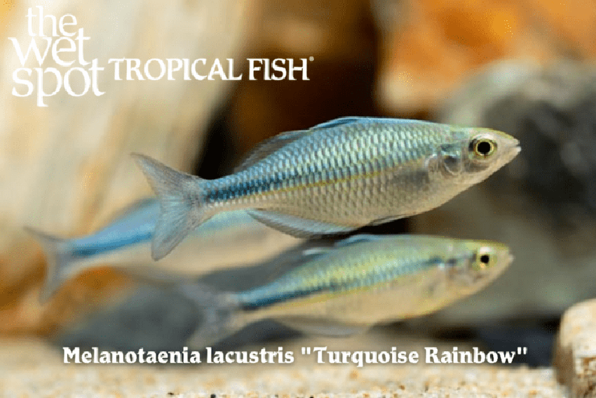 Melanotaenia lacustris - Turquoise Rainbow Fish