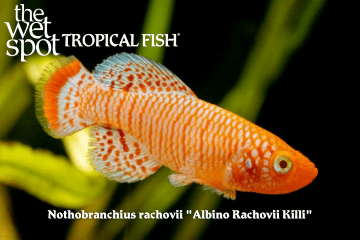 Nothobranchius rachovii - Albino Rachovii Killi Fish