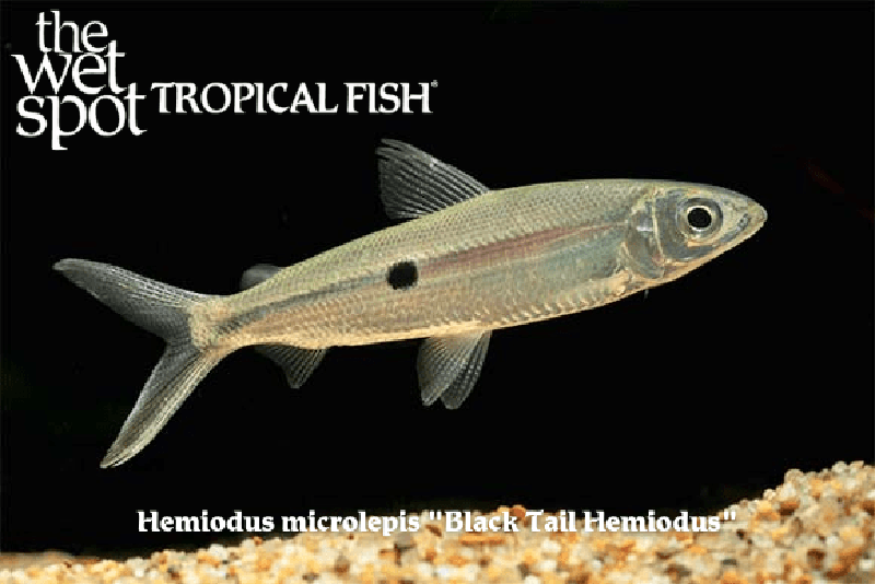 Hemiodus microlepis - Black Tail Hemiodus Fish