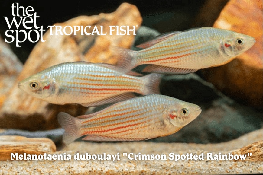 Melanotaenia duboulayi - Crimson Spotted Rainbow Fish