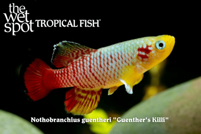 Nothrobranchius guentheri - Guenther's Killi Fish