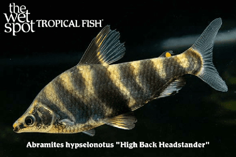 Abramites hypselonotus - High Back Headstander Fish