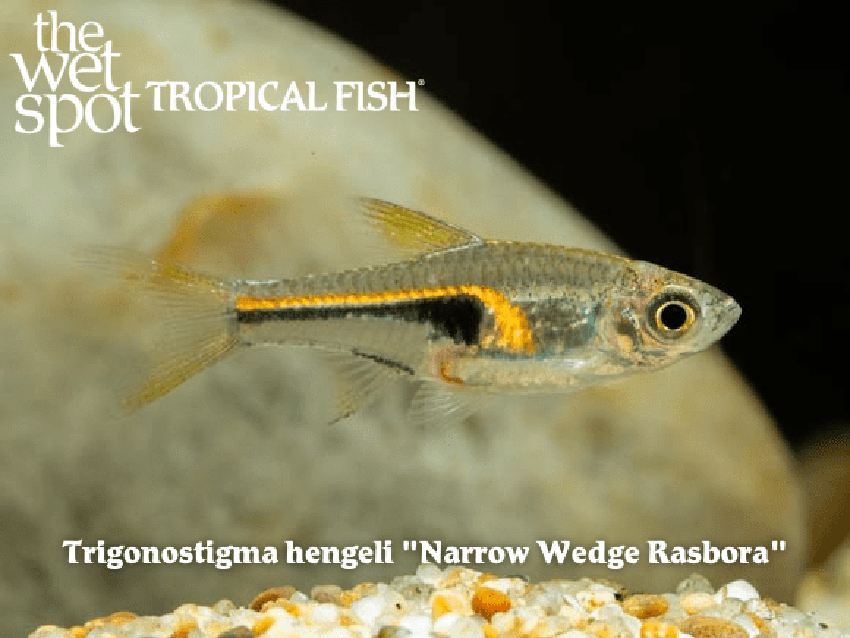 Trigonostigma hengeli - Narrow Wedge Rasbora Fish