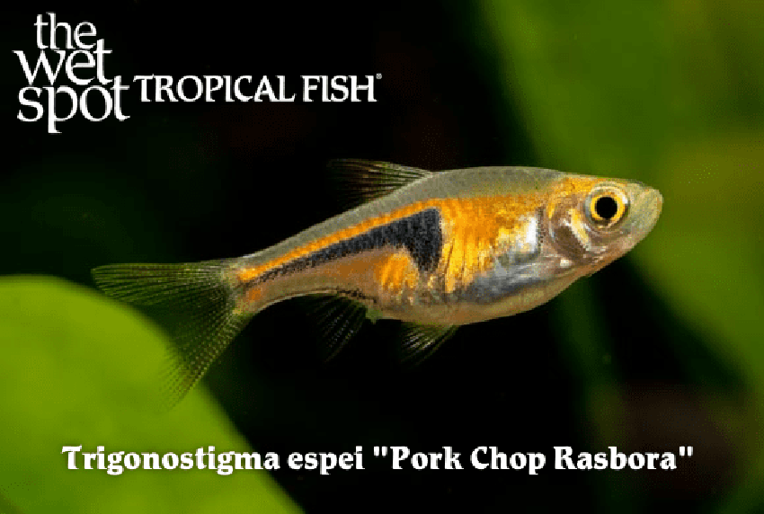 Trigonostigma espei - Pork Chop Rasbora Fish