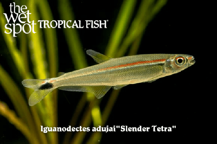 Iguanodectes adujai - Slender Tetra Fish