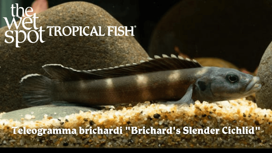 Teleogramma brichardi - Brichard's Slender Cichlid Fish