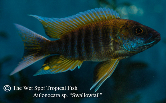 Aulonocara saulosi - Swallowtail Fish