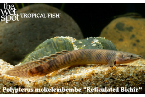 Polypterus mokelembembe