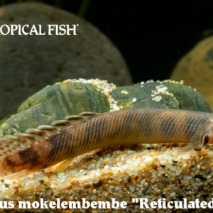 Polypterus mokelembembe - Reticulated Bichir Fish