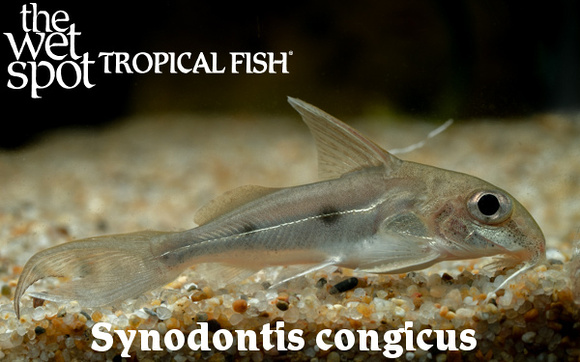 Synodontis congicus