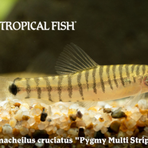 Micronemacheilus cruciatus - Pygmy Multi Stripe Loach