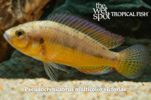 Pseudocrenilabrus multicolor victoriae