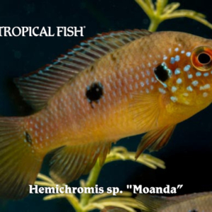 Hemichromis sp. - Moanda Fish