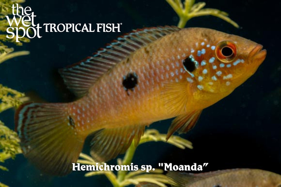 Hemichromis sp. - Moanda Fish