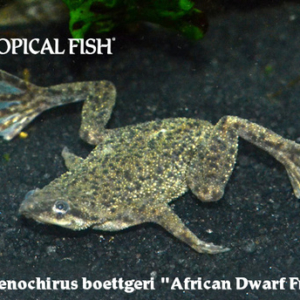 Hymenochirus boettgeri - African Dwarf Frog