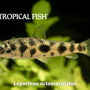 Leporinus octomaculatus