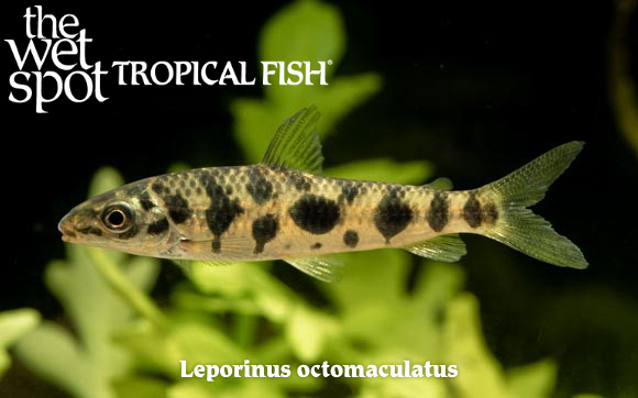 Leporinus octomaculatus