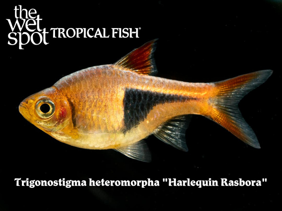 Trigonostigma heteromorpha - Harlequin Rasbora Fish