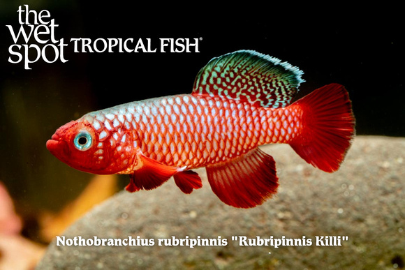 Nothobranchius rubripinnis - Rubripinnis Killi