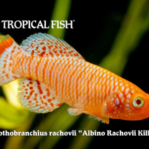 Nothobranchius rachovii - Albino Rachovii Killi
