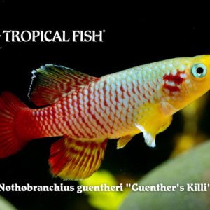 Nothobranchius guentheri - Guenther's Killi
