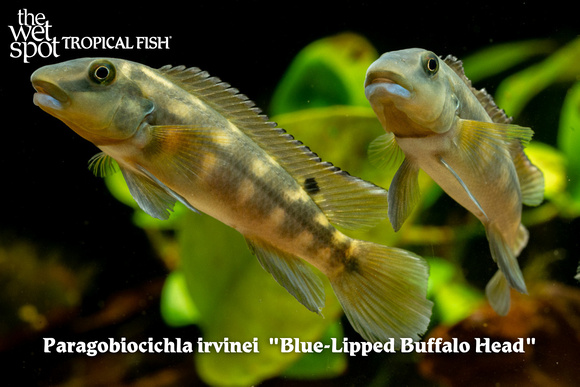Paragobiocichla irvinei - Blue-Lipped Buffalo Head Fish