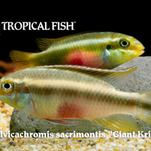 Pelvicachromis sacrimontis - Giant Krib Fish