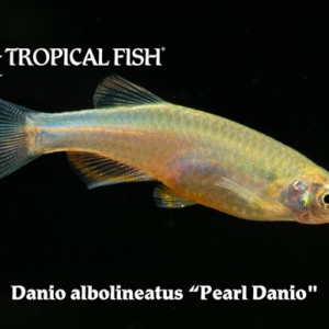 Danio albolineatus - Pearl Danio Fish