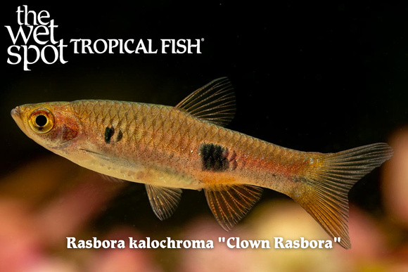Rasbora kalochroma - Clown Rasbora Fish