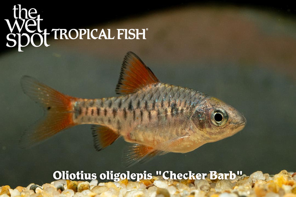 Oliotius oligolepis - Checker Barb Fish
