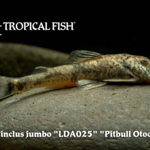 Parotocinclus jumbo - Pitbull Otocinclus Fish