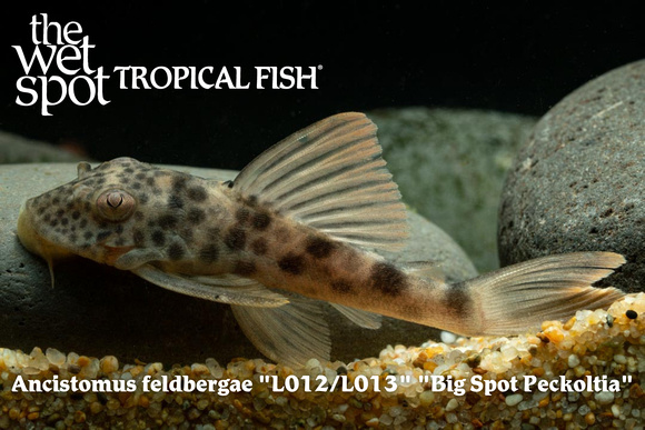 Ancistomus feldbergae - Big Spot Peckoltia Fish