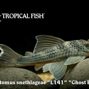 Ancistomus snethlageae - Ghost Pleco Fish