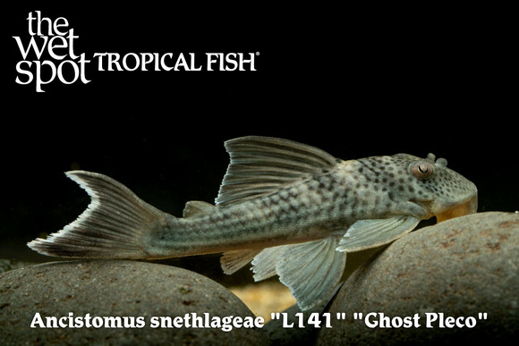 Ancistomus snethlageae - Ghost Pleco Fish
