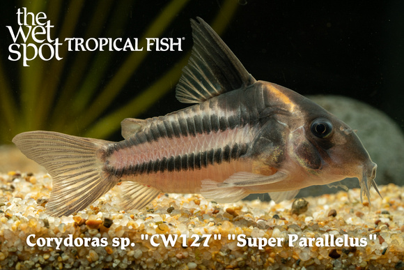 Corydoras sp. - Super Parallelus