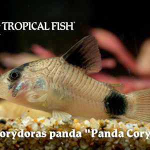 Corydoras panda - Panda Cory Fish