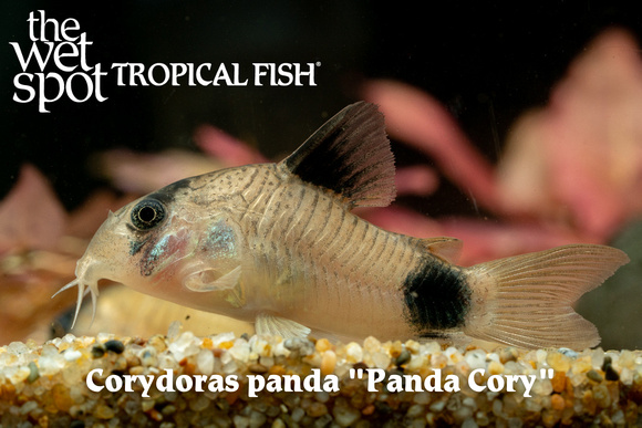 Corydoras panda - Panda Cory Fish